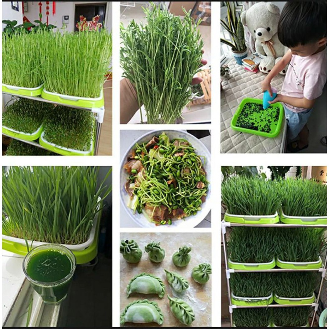 Microgreens Sprouter Tray Hydr - đánh giá và giá Hydroponic Grow Pod