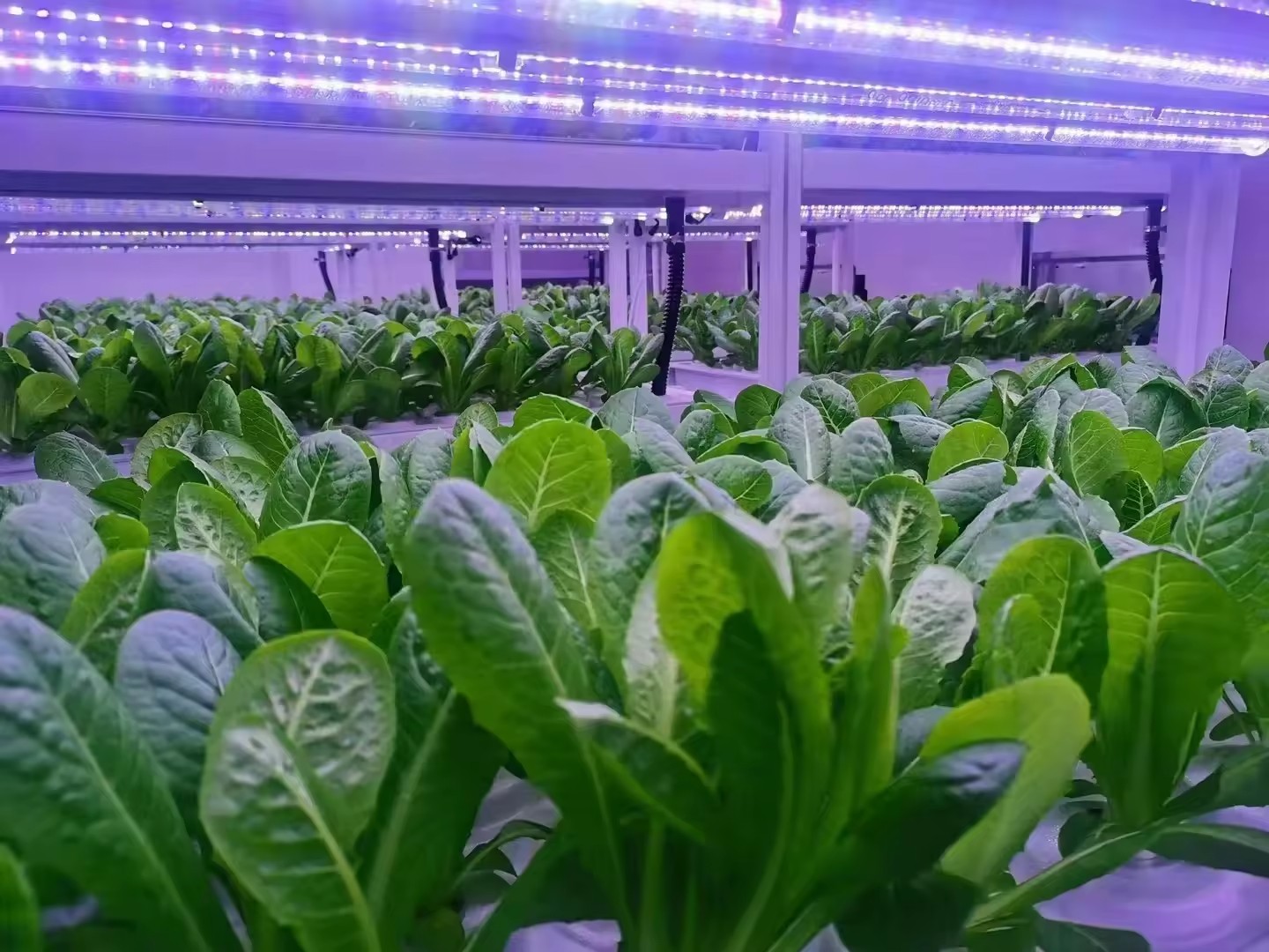 f Greenhouse Agricultural Equi - đánh giá và giá Hydroponic Tower